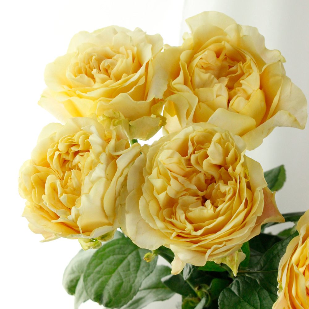 黄色い薔薇 生花】バラ オール4ロマン+(淡黄)50cm- クニエダ株式会社 ☆早