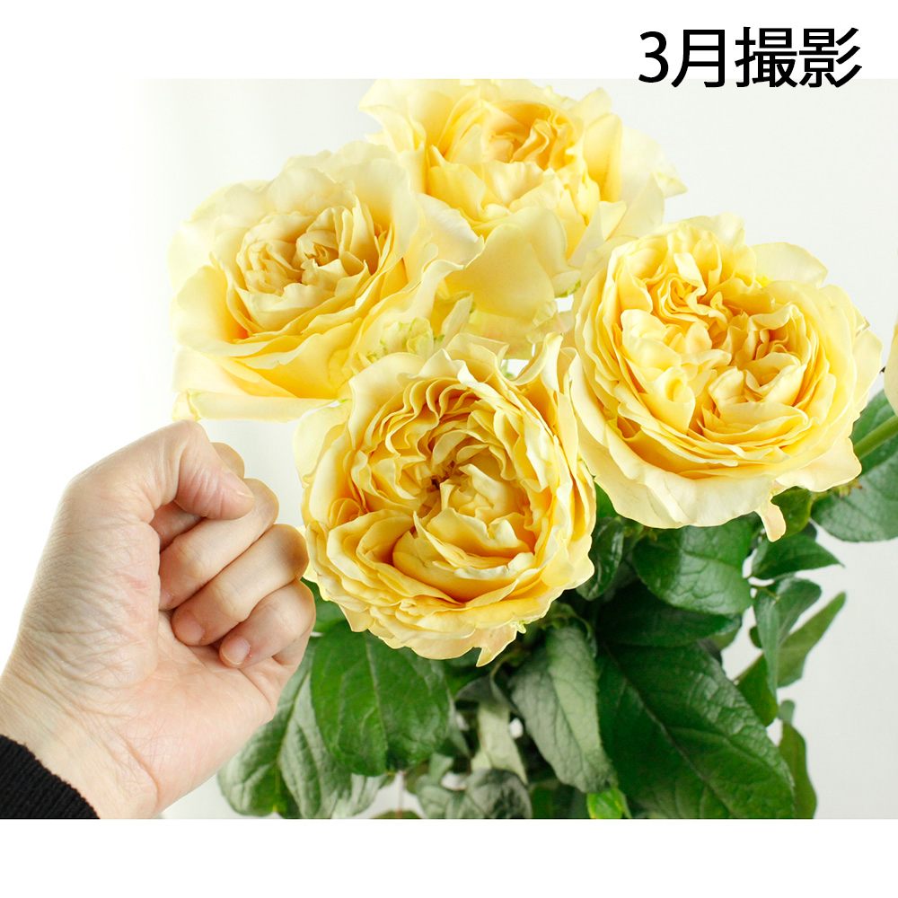 バラ（薔薇） 黄色・イエロー系 ｜ 花ブログ