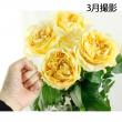 【08直前!!】バラ　オール4ロマン+(淡黄)50cm　豪華な大輪!【生花】
