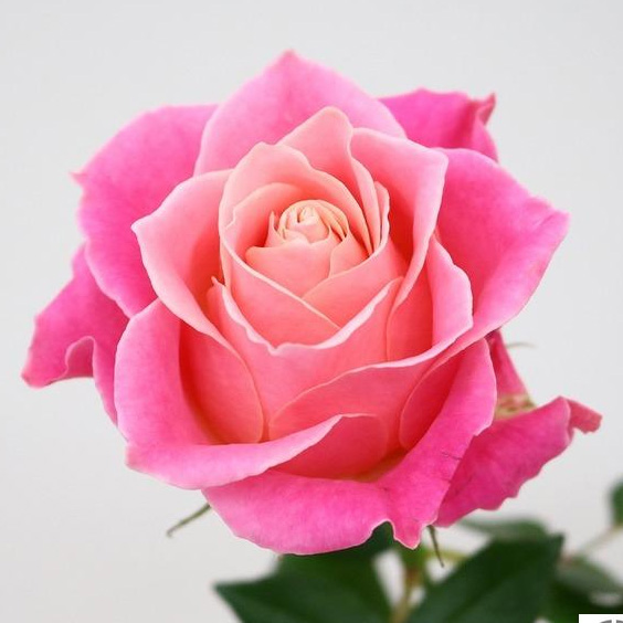 【生花】バラ　アーリエス+(ピンク系)金田バラ園【OT】