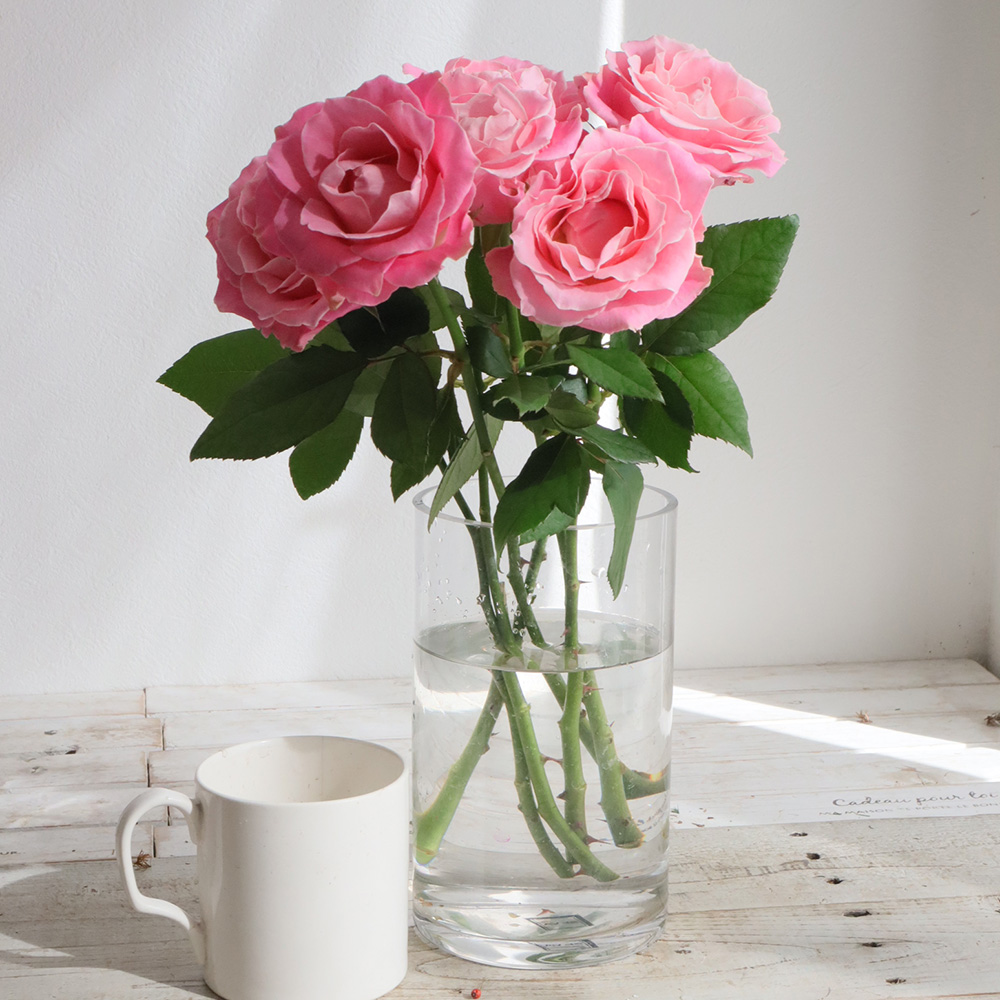 【生花】バラ　アーリエス+(ピンク系)金田バラ園【OT】