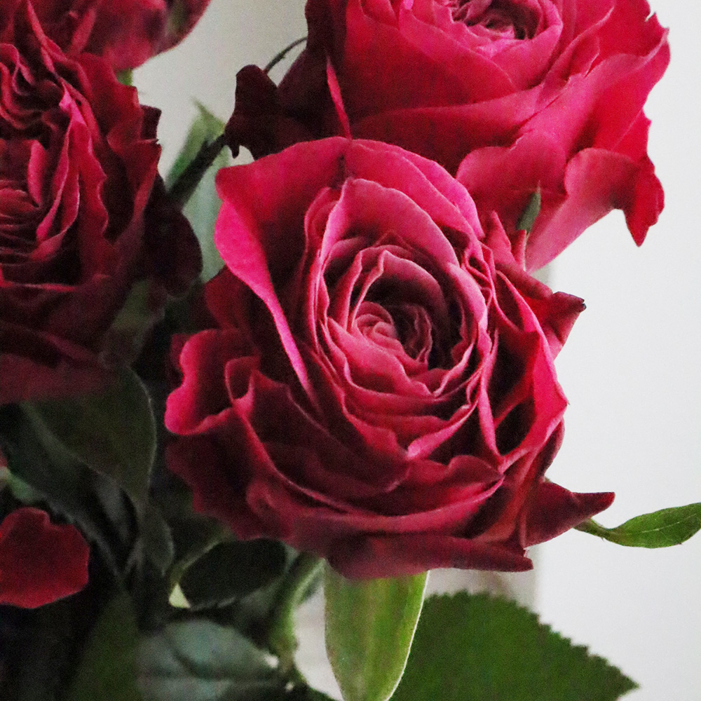 【生花】バラ　プライムチャーム+(濃いピンク)40cm　金田バラ園【OT】