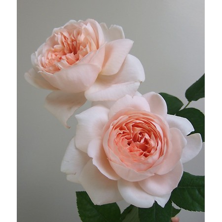 直前 大井農園 イングリッシュローズ アンブリッジローズ カップ咲き 生花 通販 はなどんやアソシエ