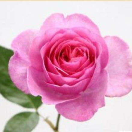 08直前】バラ トワパルファン 愛知県 50cm - 花材通販はなどんやアソシエ