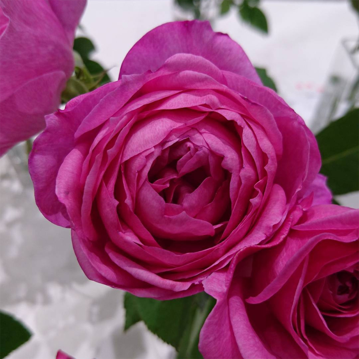 引退品バラ売り可 HEADS/和風ワイヤータイ-1/花柄(10個)/WA-YT1 - 花材通販はなど