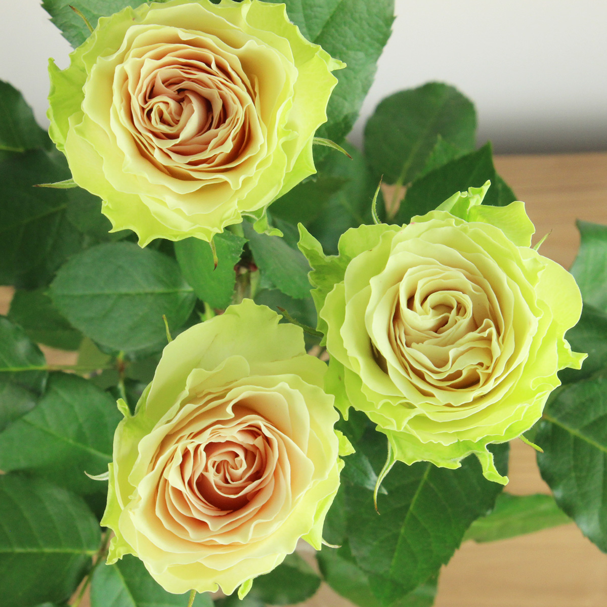 直前】バラ トレミヨンヌ 40cm (後藤バラ園) 【生花】 - 花材通販は