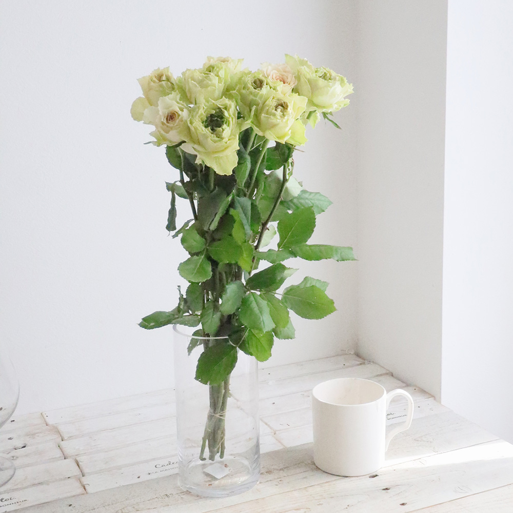 【生花】バラ　リテラチュール(ベージュー緑系)40cm- 　金田バラ園【OT】