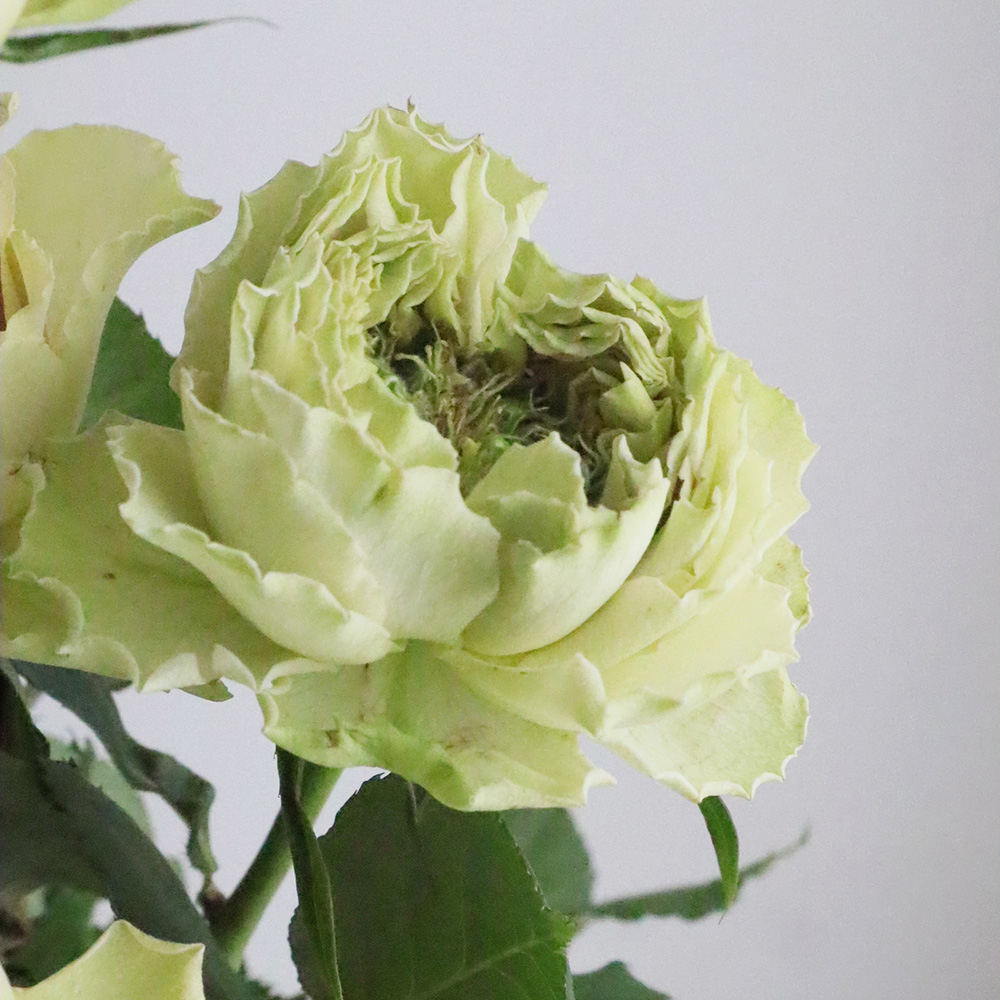 【生花】バラ　リテラチュール(ベージュー緑系)40cm- 　金田バラ園【OT】