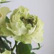 【生花】バラ　リテラチュール(ベージュー緑系)40cm- 　金田バラ園【OT】