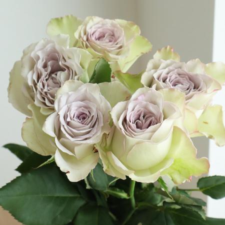 生花】バラ ラピスヴェール おやま□入荷少量【IT-23】 - 花材通販は