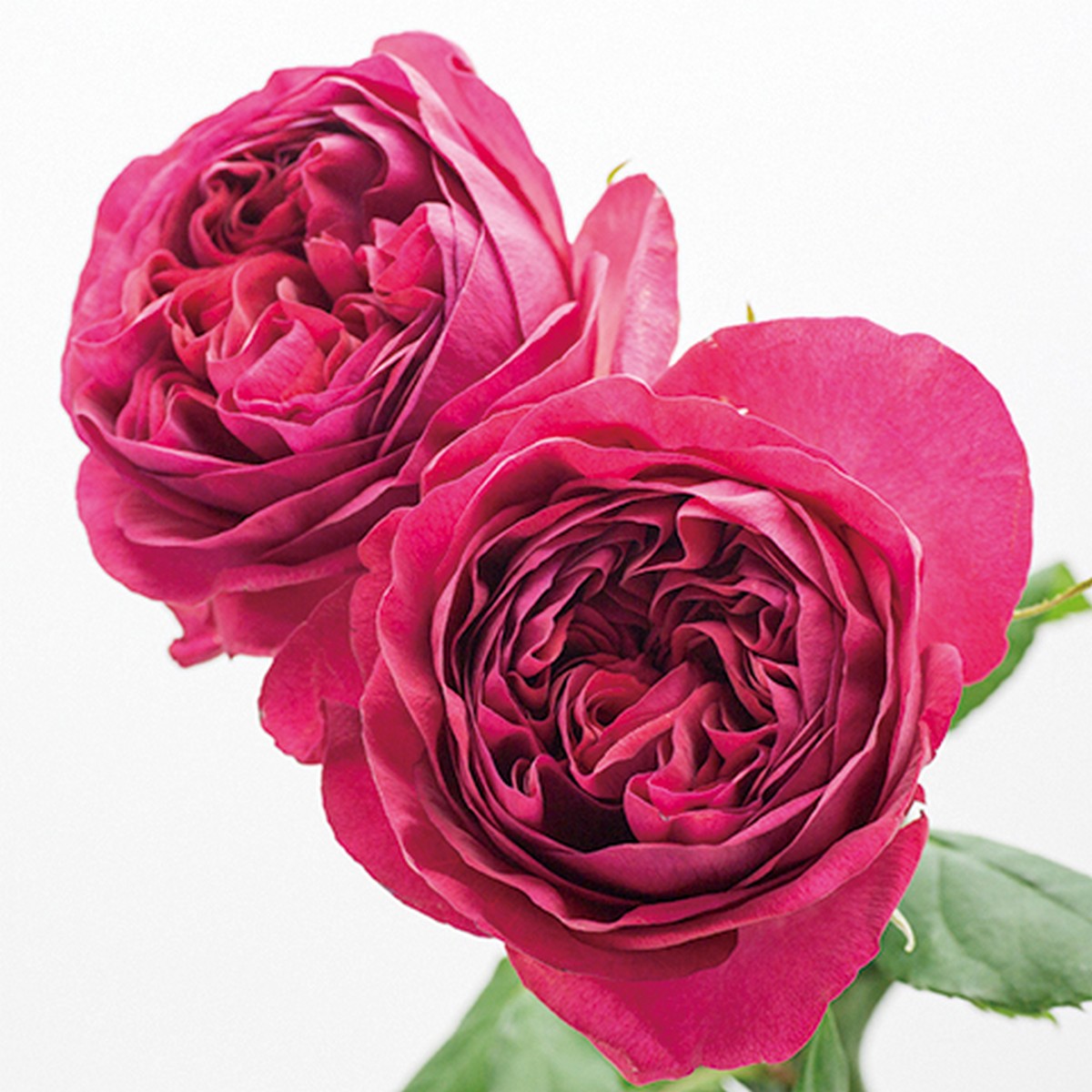 【08直前SE】バラ　カーマインクラシック40cm　【生花】