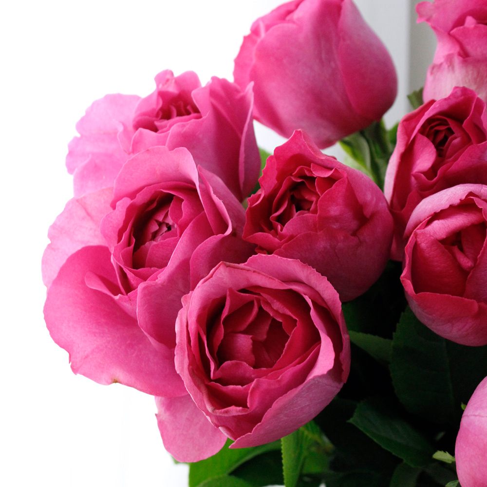 08直前SE】バラ イブカルマン(濃いピンク)40cm 増田バラ園【生花