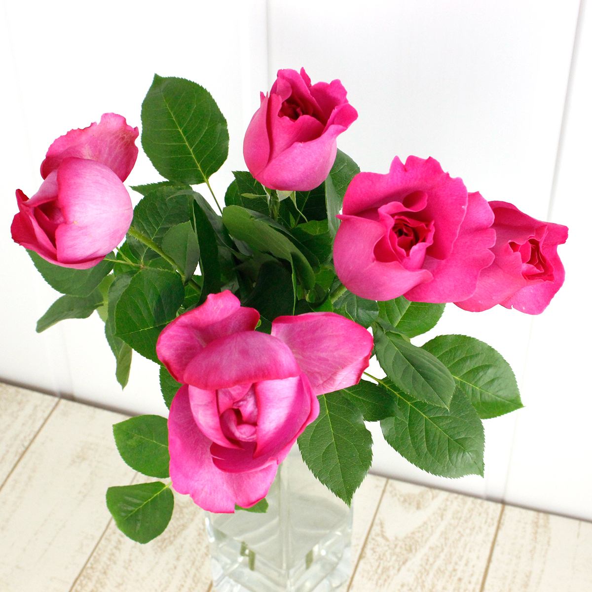 08直前SE】バラ イブカルマン(濃いピンク)40cm 増田バラ園【生花