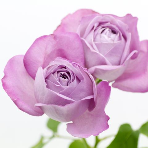 【08直前SE】バラ　ブルーパフューム　40cm　増田バラ園 香りよし!【生花】