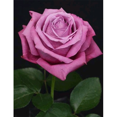 【08直前SE】バラ　ブルーパフューム　40cm　増田バラ園 香りよし!【生花】