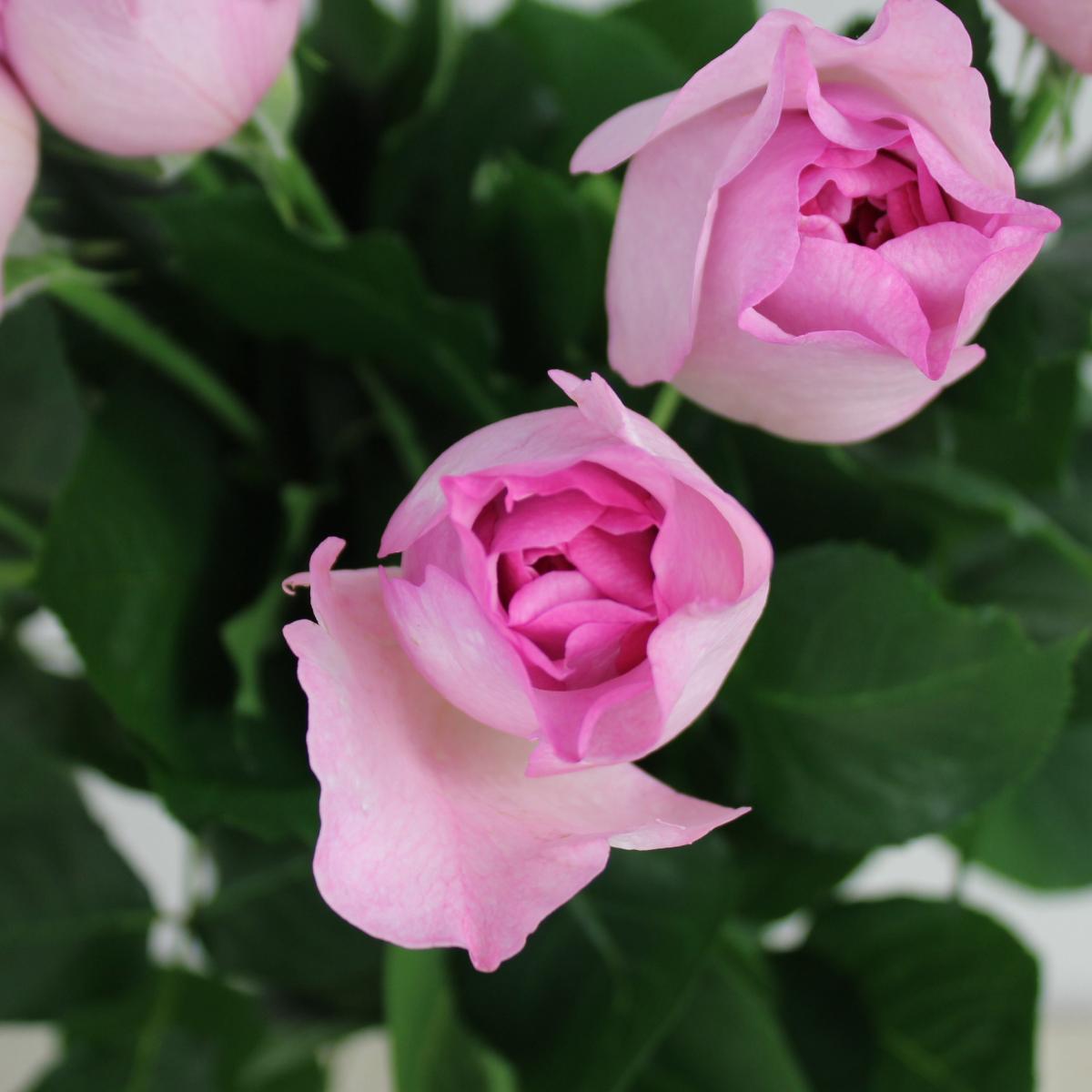 08直前SE】バラ フレジエ 増田バラ園 30cm【生花】 - 花材通販はなどん