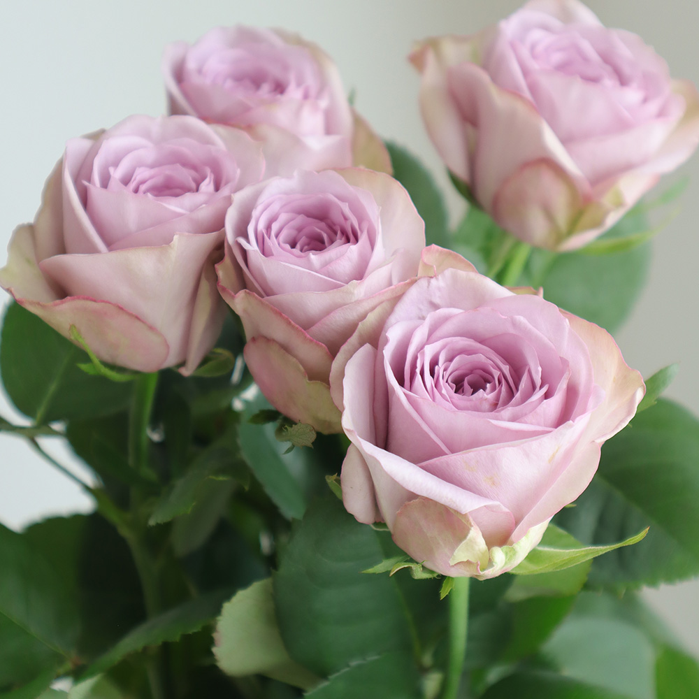 薔薇　バラ 生花】バラ オール4ラブ＋【ピンク/60cm/愛知県】｜Flower Smith