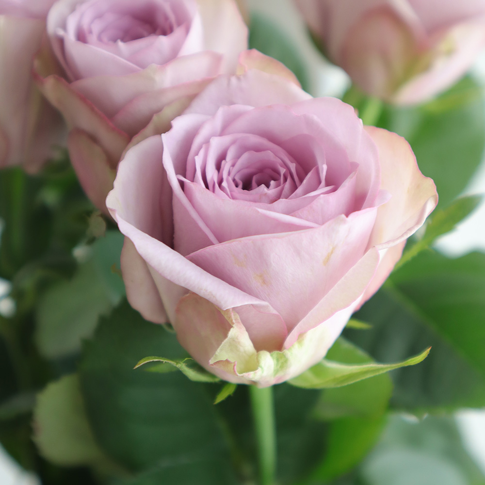 希少 製ヴィンテージ ロシア製 Rigas Cerini ライラック クラブシー エクストラ / CLUB C EXTRA （ライラック） -Reebok 公式