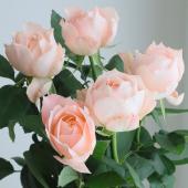 生花】バラ シャンスポム 60cm程度 掛川【OT】 - 花材通販はなどんや