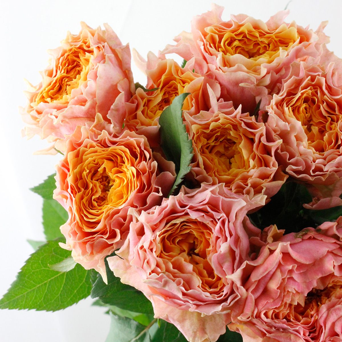 直前】バラ シャインオン(ピンク)約70cm 【生花】 - 花材通販はなどん