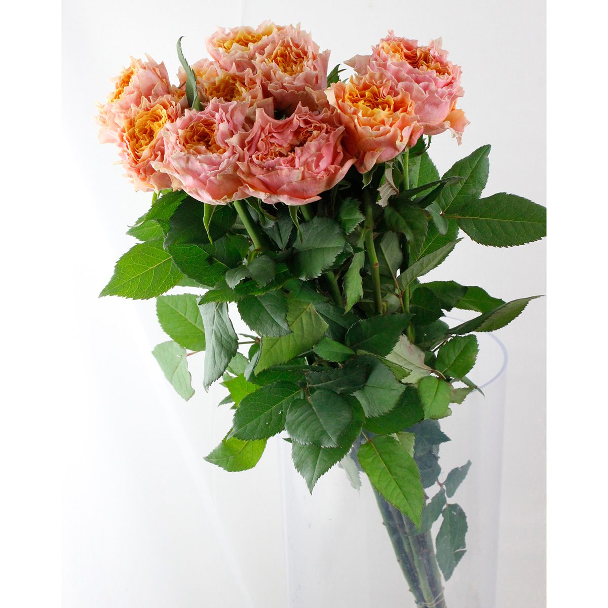 直前】バラ シャインオン(ピンク)約70cm 【生花】 - 花材通販はなどん