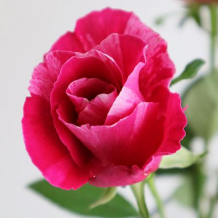 【08直前!】バラ クレイジートゥ (赤白絞り)40cm静岡永【生花】