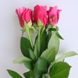 【08直前!】バラ クレイジートゥ (赤白絞り)40cm静岡永【生花】
