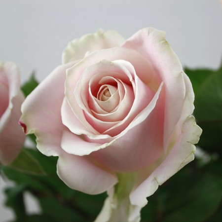 切り花品種　レアバラ　Sweet Ment♡ Rose 切り花品種 レアバラ Sweet Ment♡ Rose Beaniebaby」 切り花品種バラ