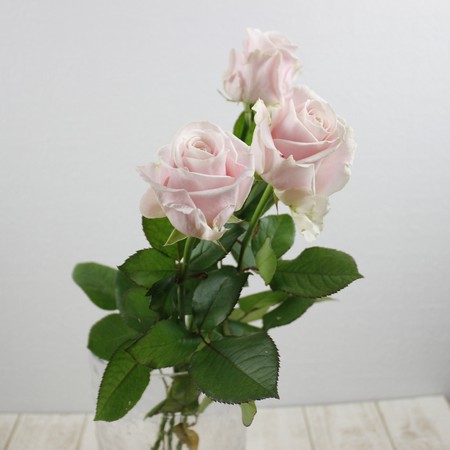 生花】バラ スィートアヴァランチェ+(淡いピンク) 50cm- クニエダ株式