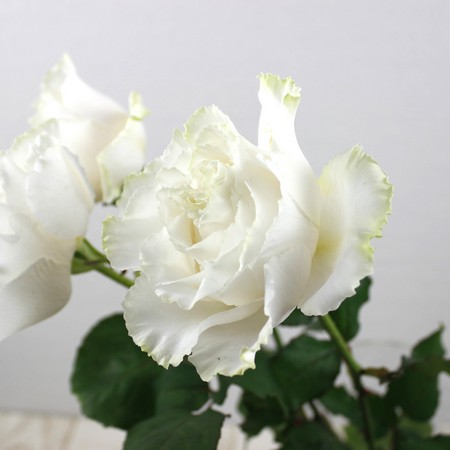 【生花】バラ　ブランシュネージュ+(オフホワイト) 50cm-　クニエダ株式会社　★早締切-74