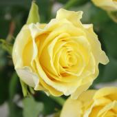 生花】バラ スペード+(黄色) 50cm- クニエダ株式会社 ☆早締切-74 - 花