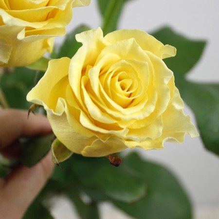 生花 バラ スペード 黄色 50cm クニエダ株式会社 早締切 74 生花 バラ スペード 黄色 50cm クニエダ株式会社 早締切 74