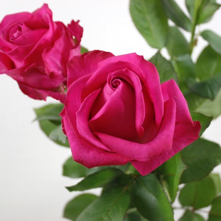 美品 k10 ローズ ブレスレット 薔薇 アヴァランチ コンビネーション 美品 k10 ローズ ブレスレット 薔薇 アヴァランチ コンビネーション