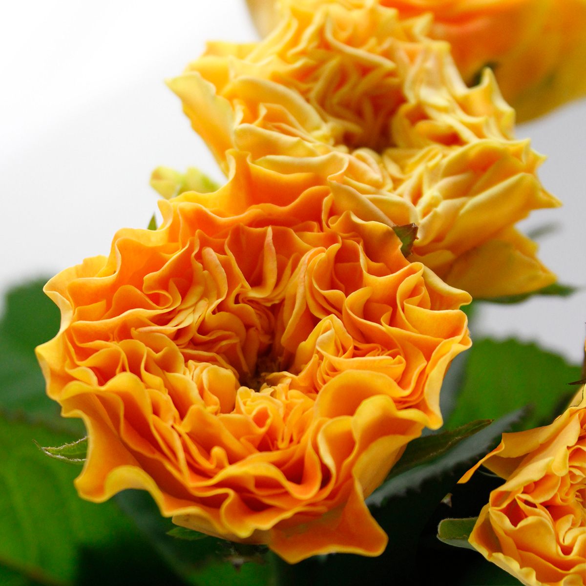 【直前】バラ　マンゴーリーバ(オレンジイエロー)【生花】