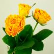 【直前】バラ　マンゴーリーバ(オレンジイエロー)【生花】