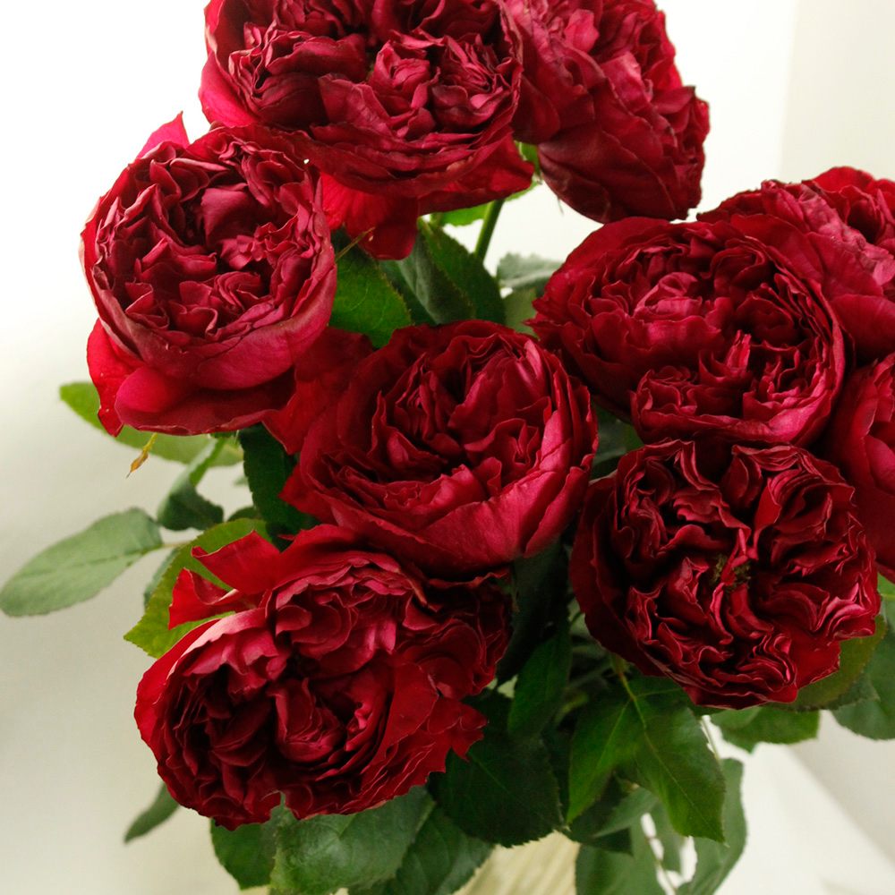 08直前!FJ】バラ ラズベリーエレガンス 70cm 甘楽富岡【生花】 - 花材