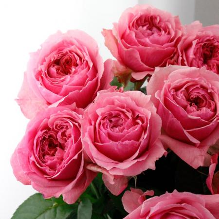 08直前】バラ ヴィクトリアンキス 50CM(ピンク)静岡県【生花