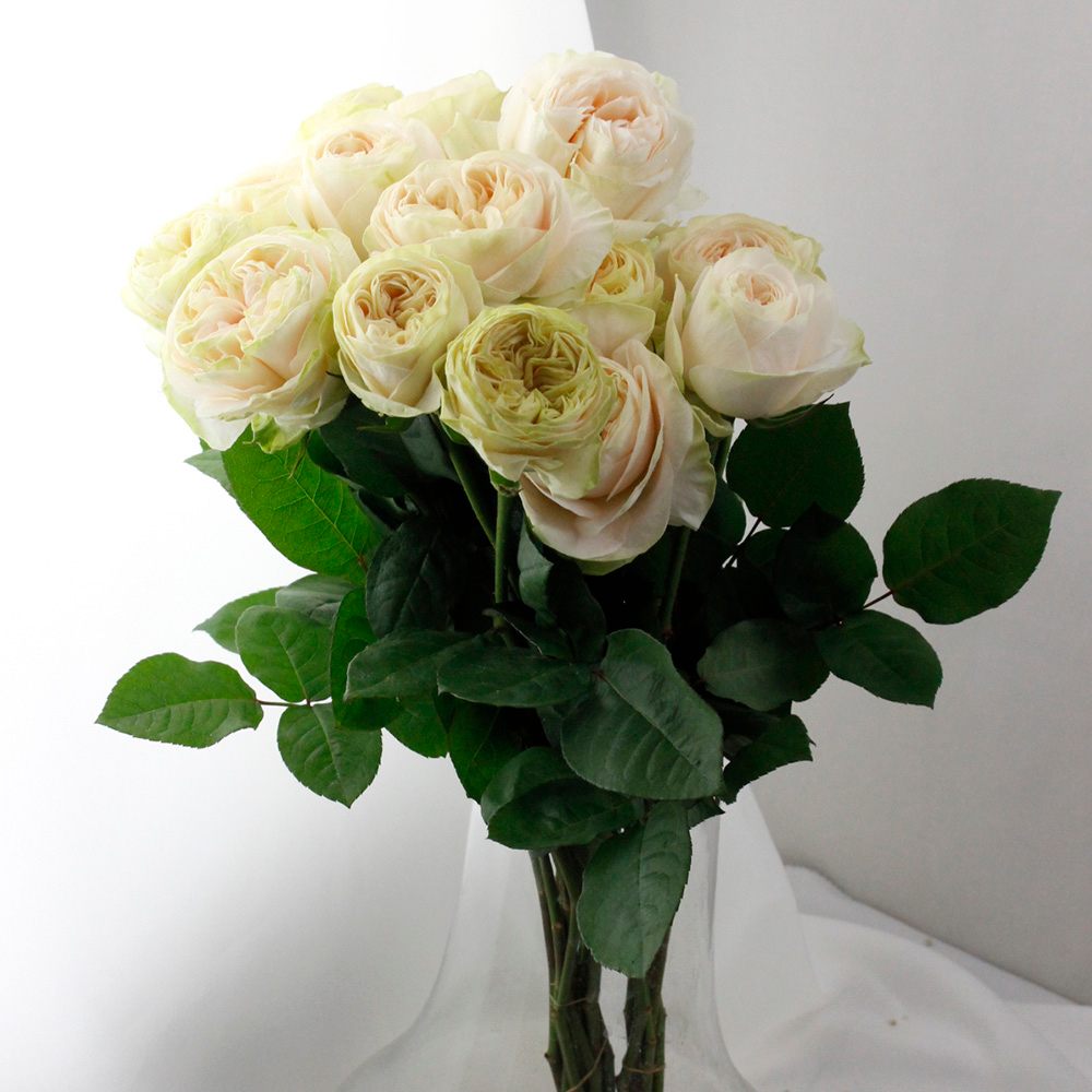 08直前!SE】バラ アンピール 40cm 後藤バラ園□□□ - 花材通販