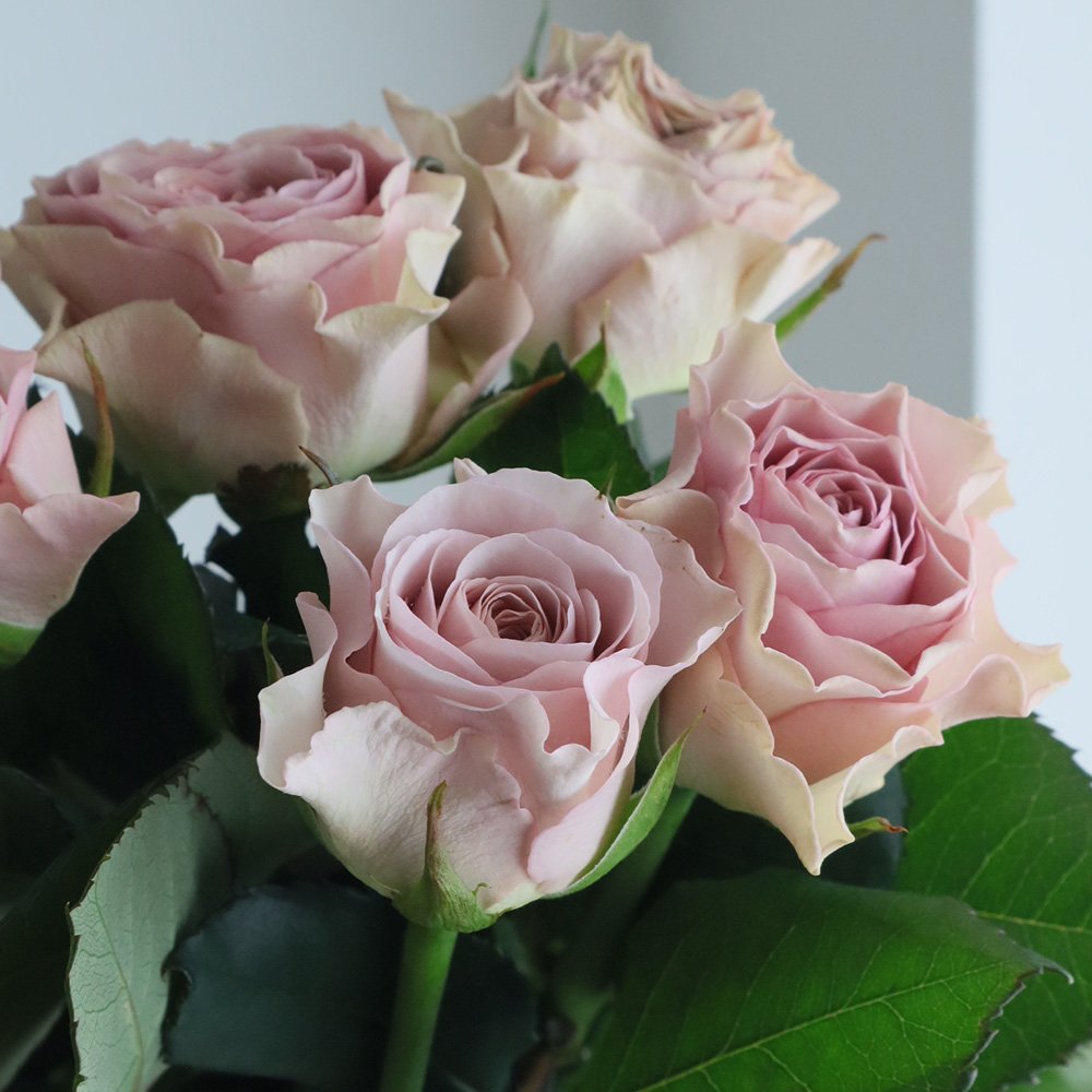 【直前!】バラ　プラム・マリー+(ピンク)　40-50cm 【生花】