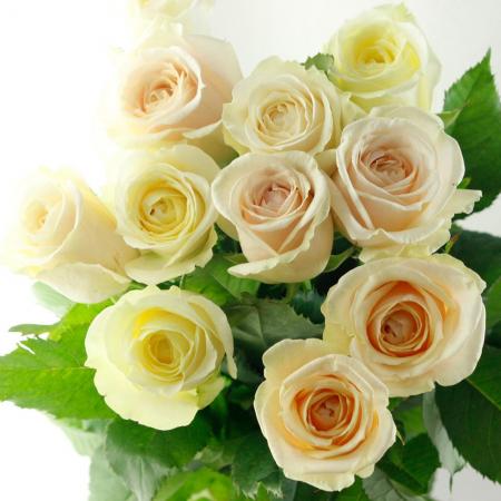 涼芽なの ガラポンくじ 全種 バラ売り不可 08直前SE】バラ Creep 60cm 堀木バラ園(今回の入荷で最後です