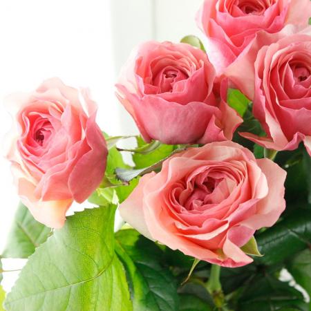 08直前!】バラ ヴィクトリアンピンク+ 國枝バラ園 60cm□□□ - 花材