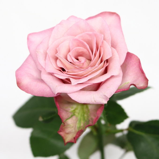 輪廻ねる　オンチェキ　12枚　【バラ売り可】 ハニーワッフルセレクト トリプル3個｜れんがHoney Gardenの通販・お