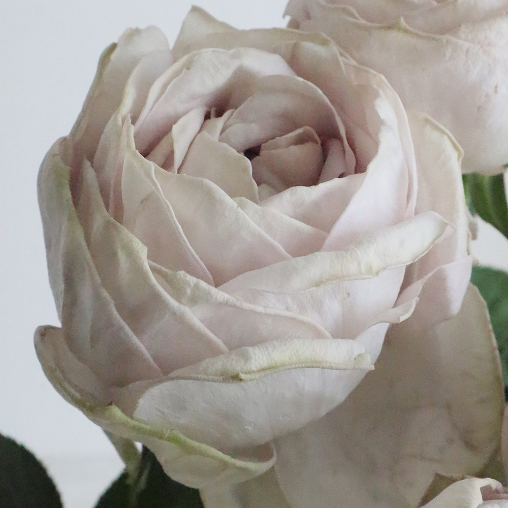 08直前 バラ シュエルヴァーズ ブルームタイプ 40cm遠州夢咲 通販 はなどんやアソシエ