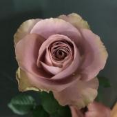 薔薇のリース。ばら園です。 薔薇のリース。ばら園です。 薔薇のリース。ばら園です。 薔薇の