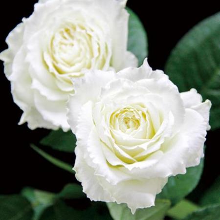 【08直前SE】バラ　スペンドアライフタイム(白)40cm　堀木バラ園【生花】