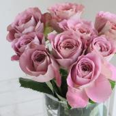 08直前!SE】バラ シャドウオブザディ 30CM程度(くすんだピンクー紫系