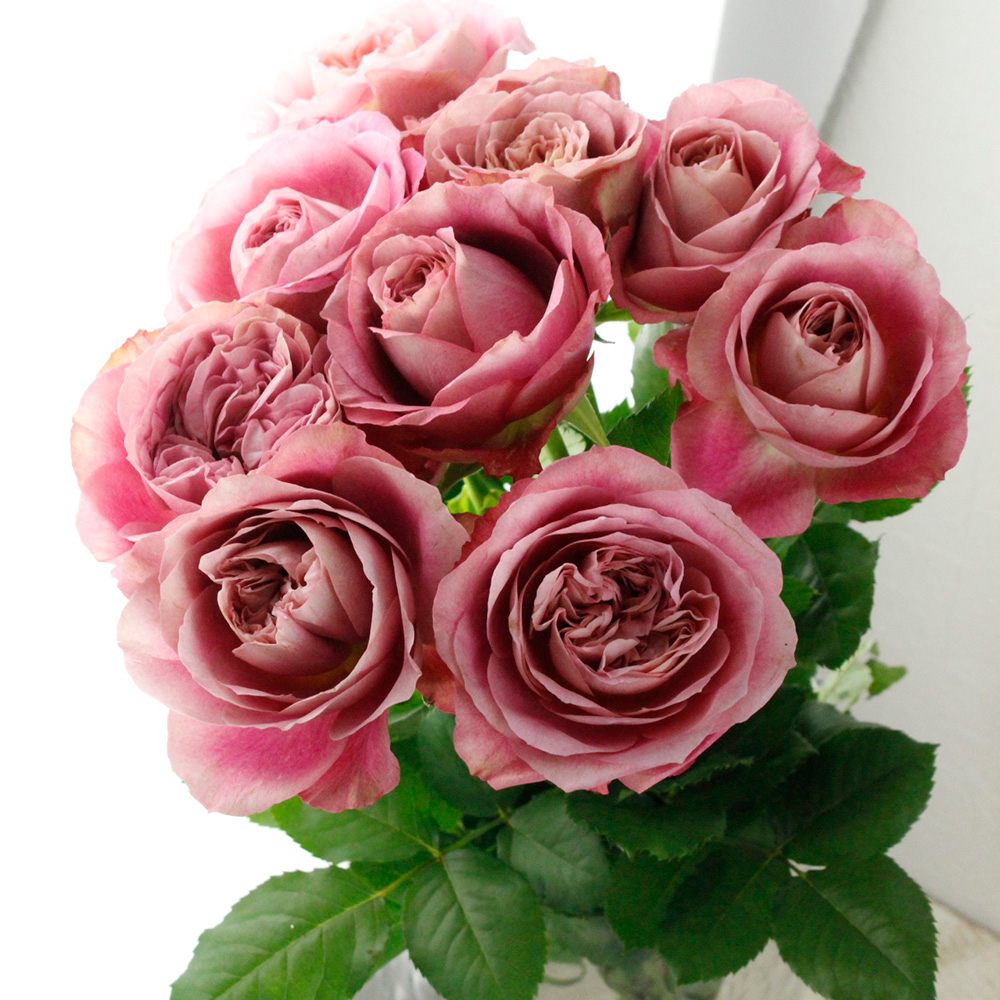 送料込 Rady 新品 花びら エプロン ローズ 薔薇 ラスト1点 送料込 Rady 新品 花びら エプロン ローズ 薔薇 ラスト1点