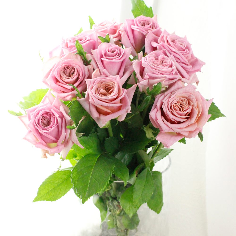 生花】バラ ゴースト 50cm〜 堀木園芸【早締切-60】 - 花材通販はなど