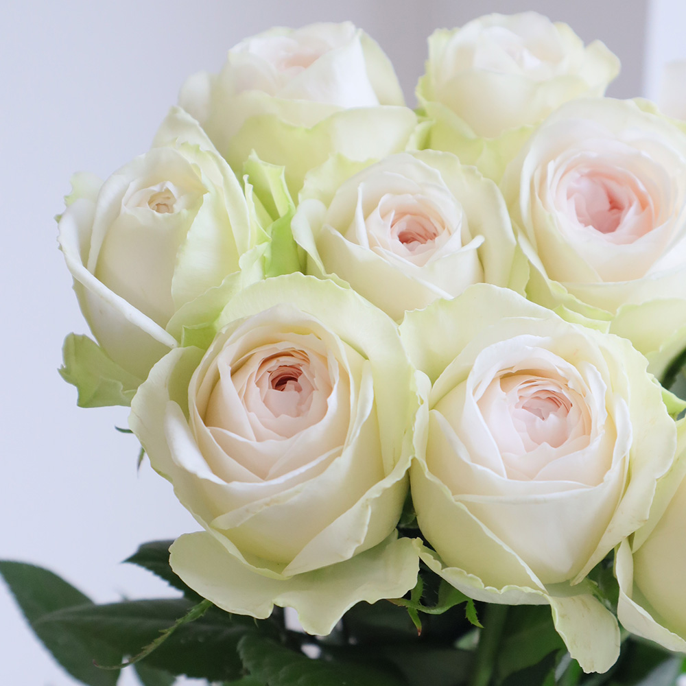 【生花】バラ　ハルカ(白～ごく淡いピンク)40cm　前橋バラ組合オリジナル