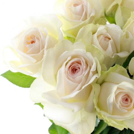 08直前SE】バラ ハルカ(ごく淡いピンク)40cm 前橋バラ組合